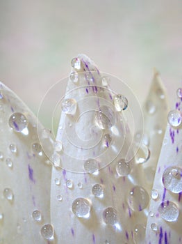 Closeup white petal of water lily flower with water drops with blurred background ,macro image ,abstract background