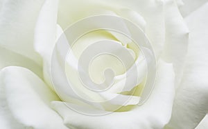 Closeup white petals of blooming rose