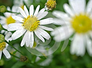 Closeup white petals of common daisy flower plants in garden with green blurred background ,macro image ,soft focus ,sweet color