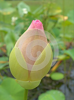 Closeup pink bud petals of Nelumno nucifera ,Holy lotus Essential oil with yellow pollen ,macro image for background ,sweet color