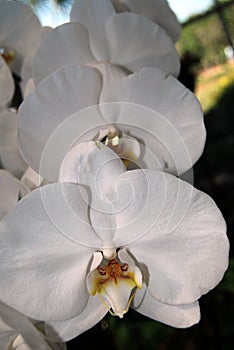 Closeup of White phalaenopsis orchid flower