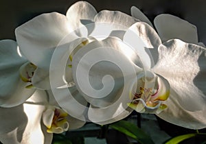 Closeup of white phalaenopsis orchid flower branch, Phalaenopsis known as the Moth Orchid or Phal