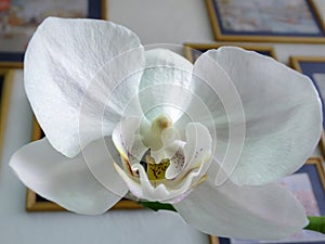 Closeup of white phalaenopsis orchid flower head, Phalaenopsis known as the Moth Orchid or Phal