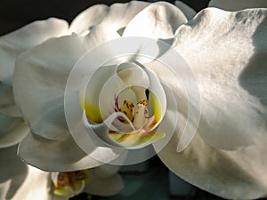 Closeup of white phalaenopsis orchid flower, Phalaenopsis known as the Moth Orchid or Phal on the black
