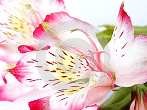 Closeup of White and Pink Alstroemeria flower photo