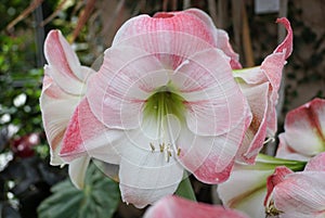 Closeup of a white and pink Apple Blossom amaryllis flower at full bloom