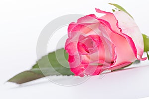 Closeup of white and pink coloured rose