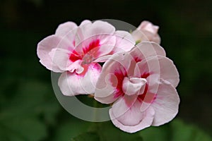 Closeup of the white and pink flowers of a Geranium plant