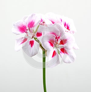 Closeup of white and pink geraniums under the lights isolated on a grey background