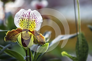 Closeup white pink Paphiopedilum orchid in the garden