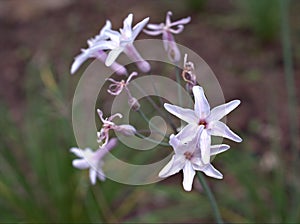 Closeup white -pink Tulbaghia violacea alba flowers plants in garden with blurred background photo