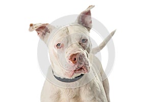Closeup White Pit Bull Dog Looking