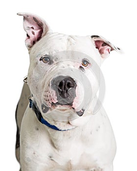 Closeup White Pit Bull Terrier Dog