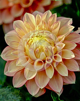 Closeup of a white plant in the wetlandsPeach and yellow dahlia flower, isolated, closeup