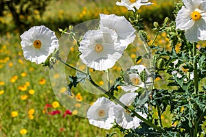 Closeup of a White Prickly Poppy Wildflower Blossom in Texas