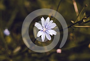 Closeup of the white and purple Chicory flower on the field on a blurry background