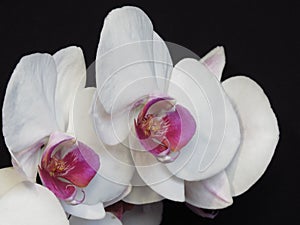 Closeup of White and Purple Pink Orchid Bloom Blossom Bunch on Black Background. Blooming Stylish Orchid Bouquet.