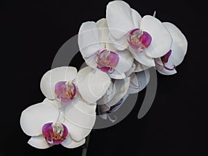 Closeup of White and Purple Pink Orchid Bloom Blossom Bunch on Black Background. Blooming Stylish Orchid Bouquet.