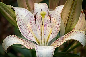 Closeup of a white purple spotted lily