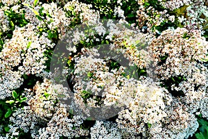 A closeup of a white pyracantha shrub.