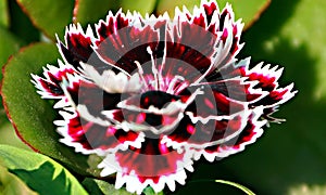 closeup of white red black carnation dianthus flower