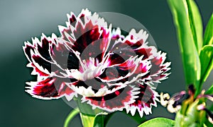 closeup of white red black carnation dianthus flower