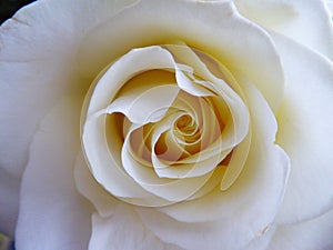 A closeup of a white rose