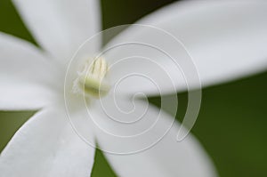 Closeup of a white Rose pogonia in a garden with a blurry background