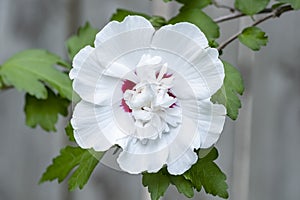 Closeup of a White Rose of Sharon Blossom I