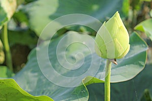 Closeup of white sacred lotus in the morning