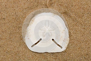 Closeup of a white sand dollar on wet sand under the sunlight