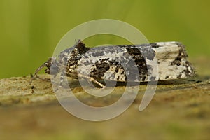 Closeup of a White-shouldered Marble,  Apotomis turbidana against a green background