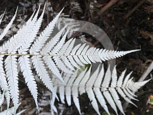 Closeup of white silver fern leaves against dark background