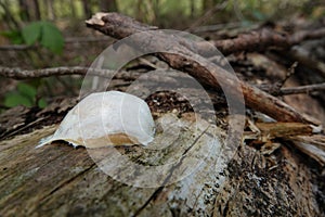 Closeup on a white slime mould or Myxogastria, Enteridium lycoperdon or False Puffball in the forest