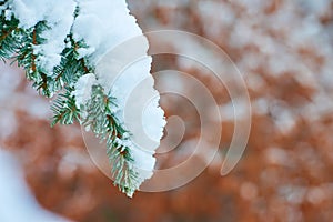 Closeup of white snow on fir tree branch outside on winter day isolated on bokeh background with copy space. Macro of