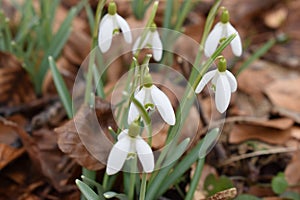 Closeup of white snowdrops in a forest in Kassel, Germany