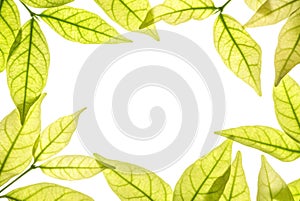 Closeup white space at the center of frame by brown leaves isolated on white background