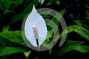 Closeup of the white Spathiphyllum wallisii flower with a background of green leaves