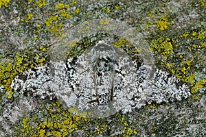 Closeup of the white speckled form of the peppered moth ,Biston betularia. photo