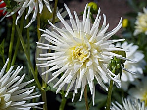 Closeup of a white spiky cactus Dahlia with double-flowering bloom