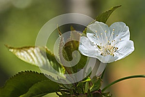Closeup of a white spring blossoms against a blue sky