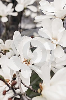 Closeup of the white star magnolia blossoms. Magnolia stellata blooming in early spring in the garden, park.. Japanese