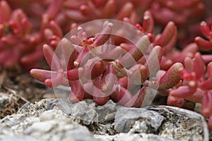 Closeup on the white stonecrop, a creeping matforming succulent evergreen stonecrop, Sedum album