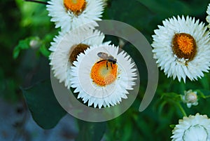 Closeup of white straw flowers and bee photo