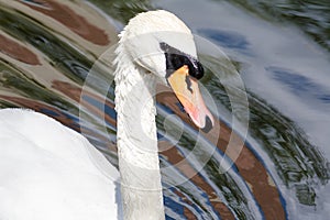 Closeup of a white swan