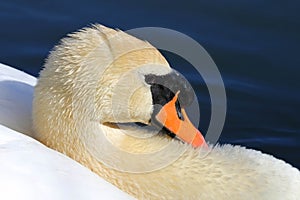 Closeup of a white swan