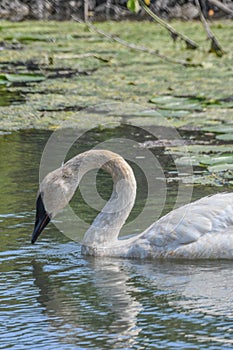 A closeup white swan with fine fishing wire around neck