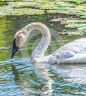 A closeup white swan with fine fishing wire around neck