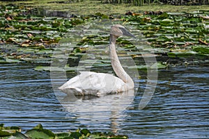 A closeup white swan with fine fishing wire around neck