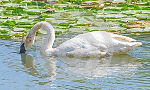 A closeup white swan with fine fishing wire around neck